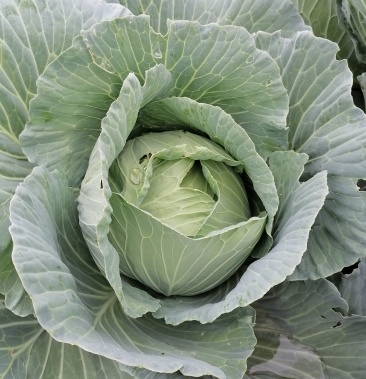 八十多亩包心甘蓝菜质优价廉,待嫁中