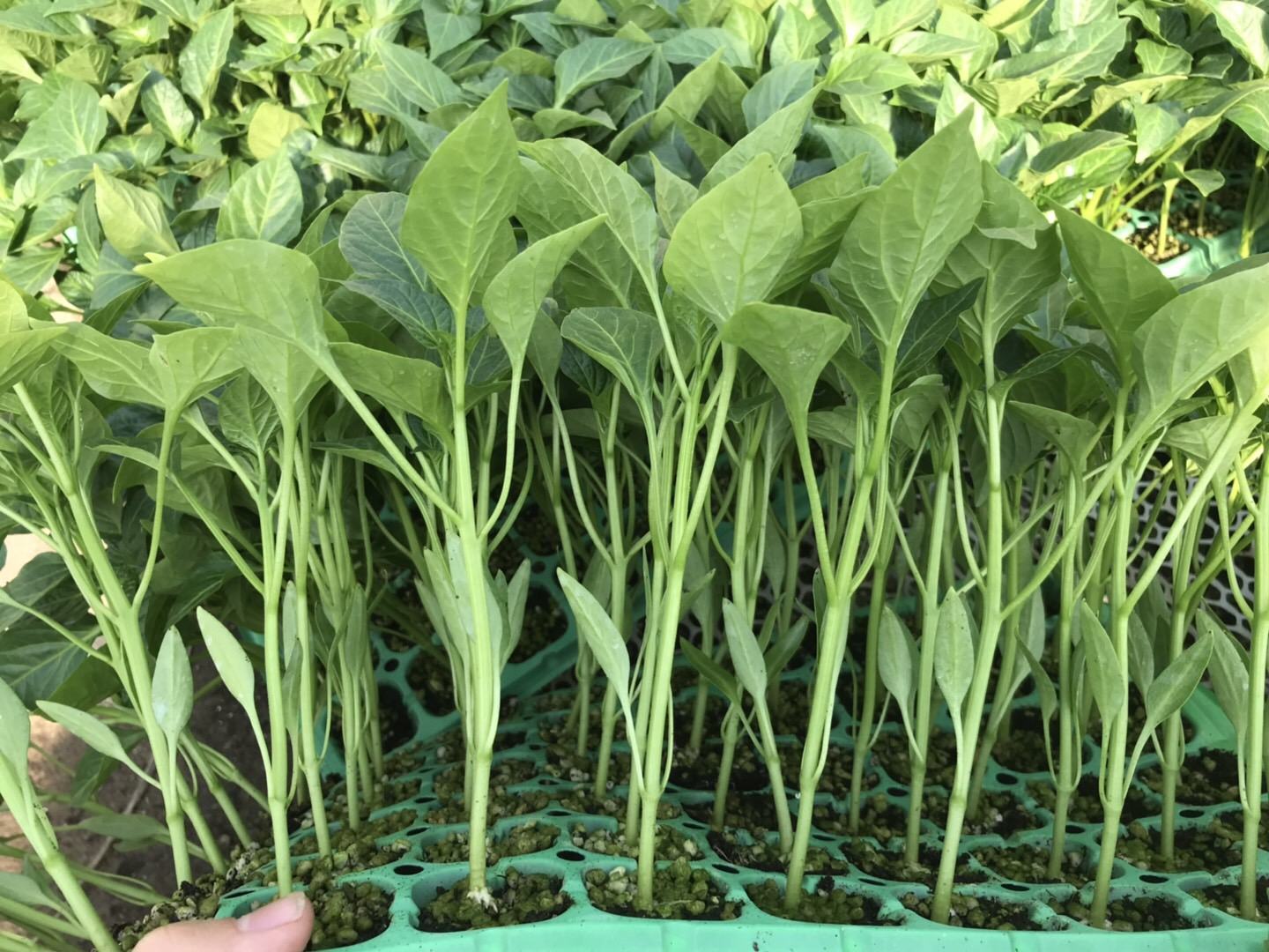 薄皮椒苗品种展示