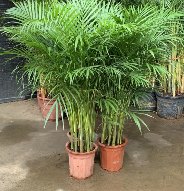 散尾葵盆栽凤尾竹盆景大型北欧网红植物办公室客厅室内吸甲醛