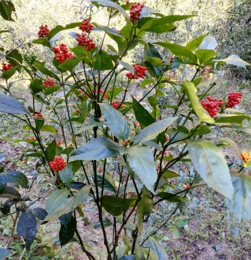 纯野生接骨草!晒干,切段!乡下药农深山采挖.