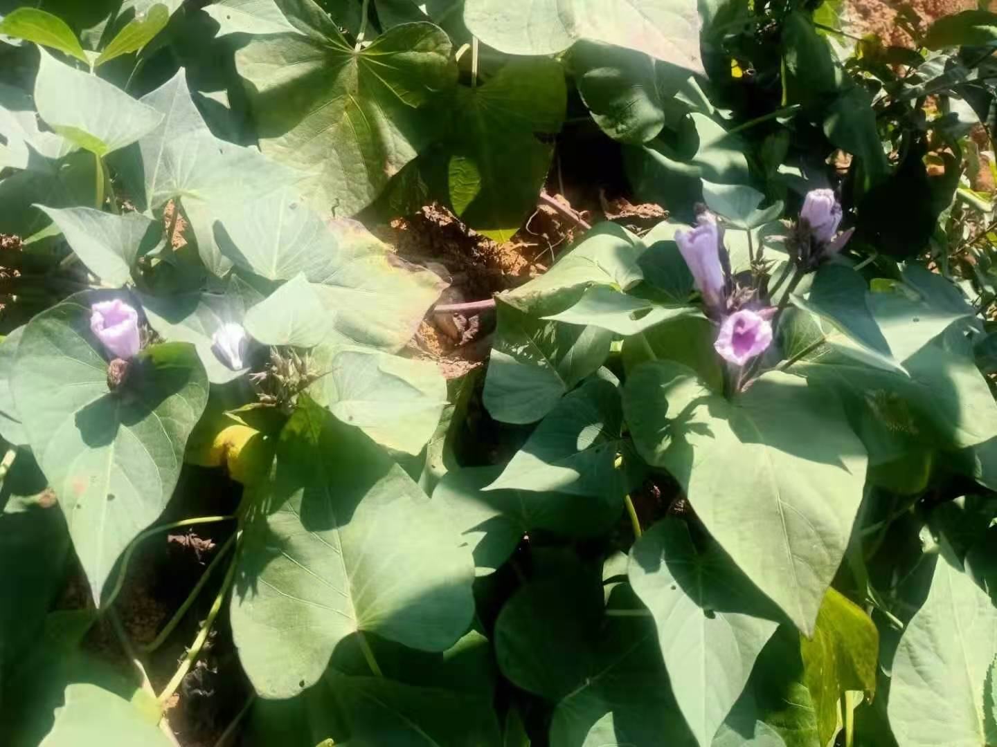 一株正在开放淡紫色喇叭状花朵的红薯藤蔓,花朵位于叶腋处,背景为疏松沙壤土中的垄作栽培环境,显示典型的田间生长状态 红薯开花植株特写