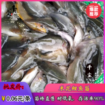 禾花鲤鱼苗禾花鲤鱼水花禾花鲤鱼商品鱼教养殖技术