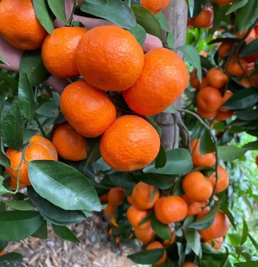 【品质推荐】热卖广西砂糖橘十月桔新鲜现摘现发皮薄汁甜便宜跑量