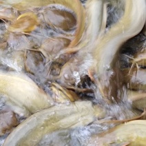 坭塘养殖的商品生态塘角鱼