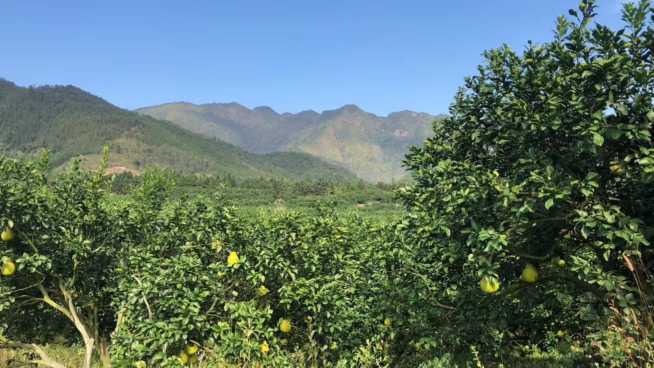 一片丰收景象的沙田柚果园,阳光明媚,果树枝繁叶茂,成熟的金黄色沙田柚密集挂在树枝上,三五成群的游客穿着休闲服装,手持篮子正在采摘果实,有人笑着举起刚摘下的柚子,背景可见远处连绵的丘陵和蓝天白云 金黄饱满的沙田柚挂满枝头,阳光透过树叶洒在果实上,几名游客正在开心地采摘