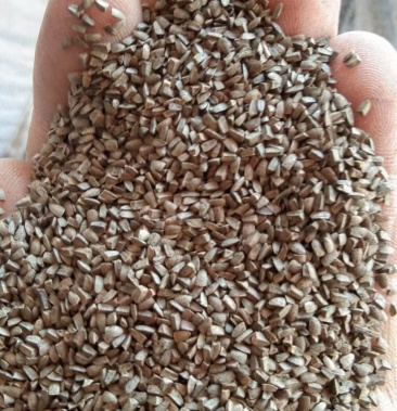 益母草种子野生益母草种子