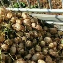 大量出售地瓜土瓜凉薯