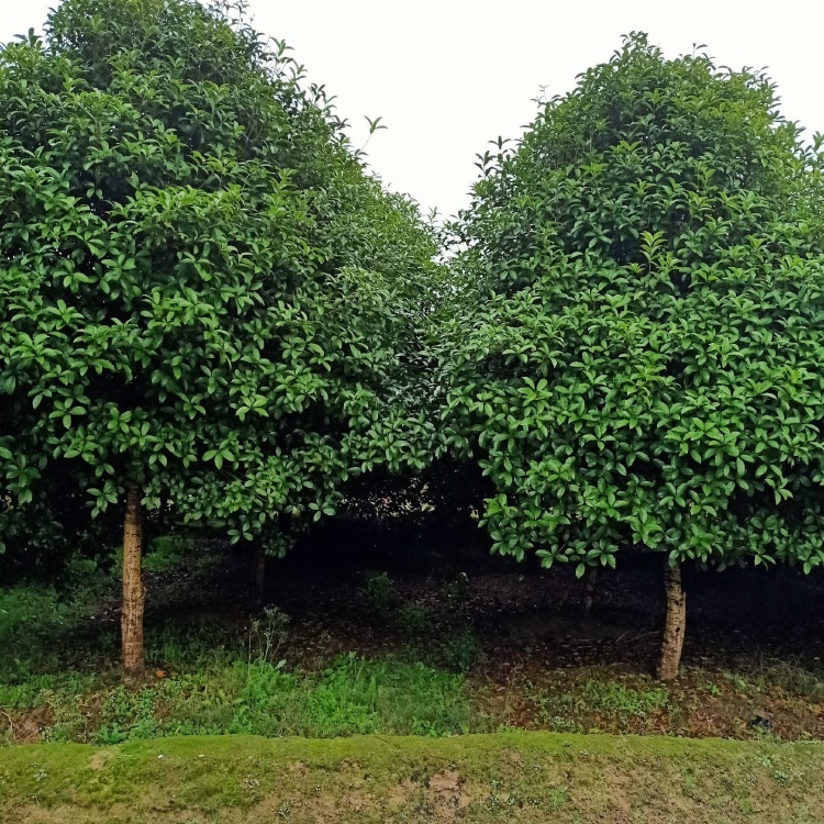 [桂花树批发]桂花树浙江金华市洋埠镇价格3000.00元/棵 - 一亩田