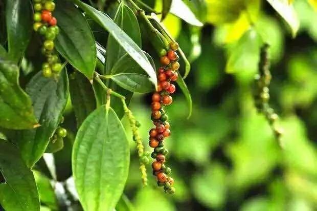 黑胡椒与白胡椒植株及果实对比图