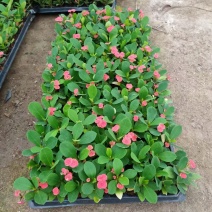 虎刺梅开花期长鲜艳夺目