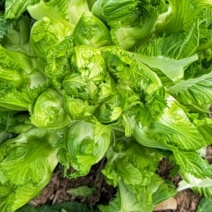 【质优价好】河南儿菜大量上市中，品质优，欢迎批发