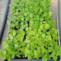 大叶伞种苗室内盆栽观叶植物绿植净化空气四季常青