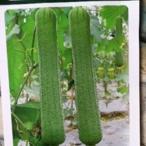 新早冠406丝瓜早熟果实长棒形果皮深绿色瓜皮较簿耐老口感