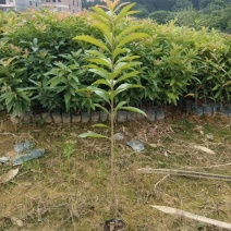 40公分起木荷杯苗，防火线专用造林杯苗苗