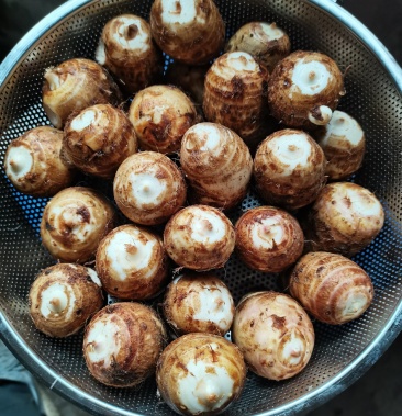 薯芋类喜欢吃芋头的朋友请联系我可以炒菜吃