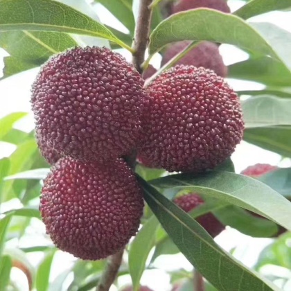 广西桂林七星区东魁杨梅苗产地货源批发价格行情