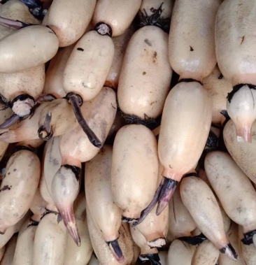 美人红莲藕大量上市1115厘米供老板看货