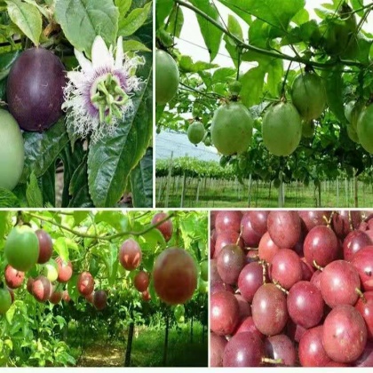 西双版纳台农一号百香果产地行情