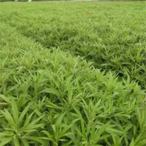 芦蒿新鲜精品芦蒿大量有货2020年新鲜上市特产现货