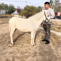 两匹小德保，都是母马，极其温顺，货到付款