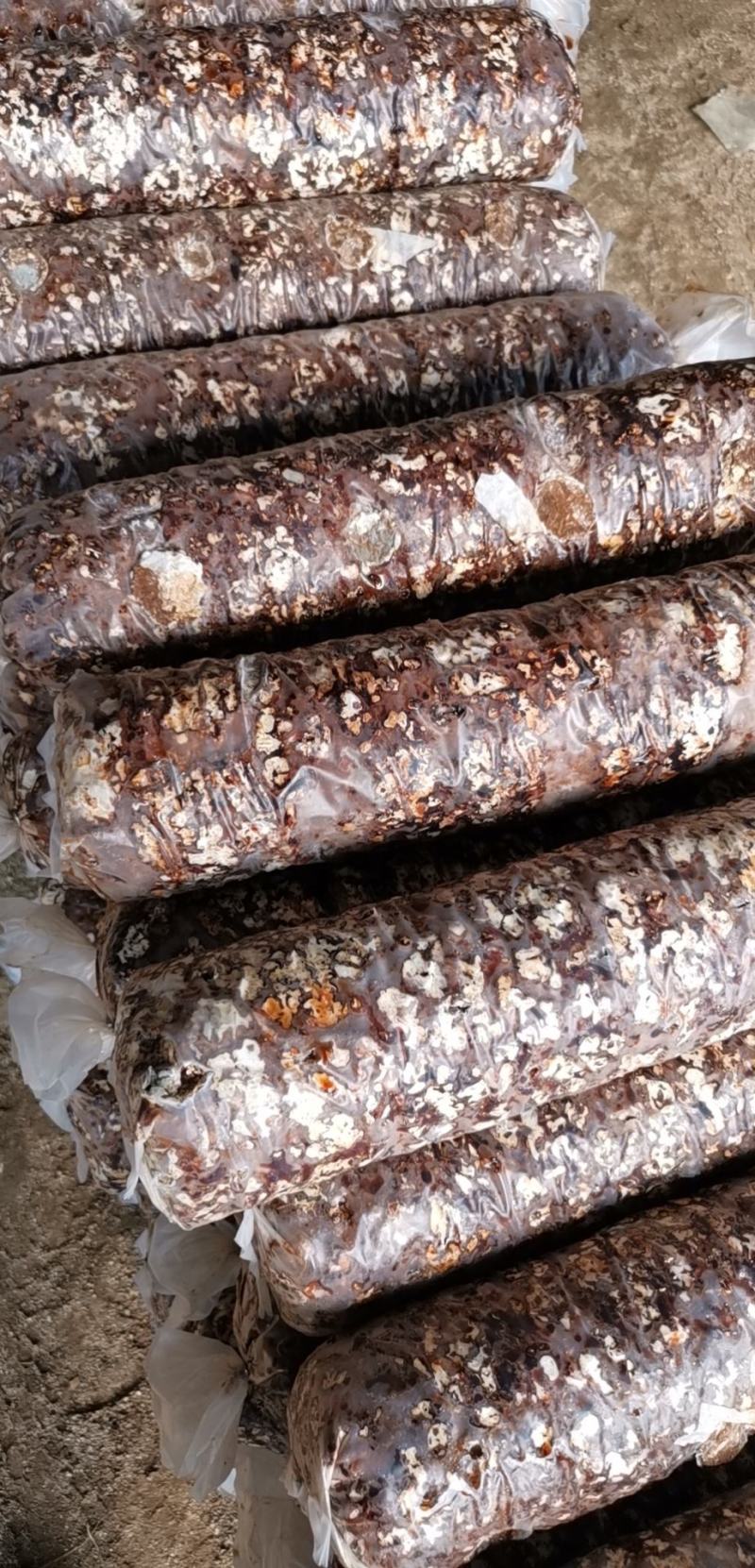 出口级香菇 香菇菌棒 食用菌 纯苹果木菌棒 果木菌包