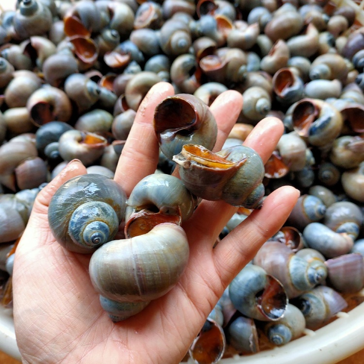 [香螺批发]东港当地鲜活油螺肉螺红定螺香螺肚脐螺白定螺价格37.