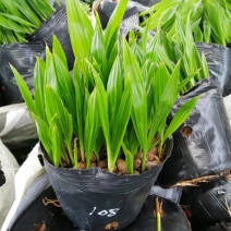 蒲葵种苗庭园观赏植物园林绿化树四季常青
