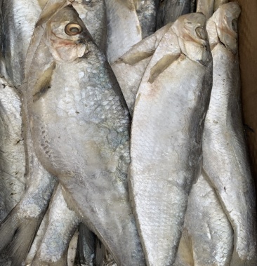 白磷鱼咸鱼8成干度产地直发不包邮