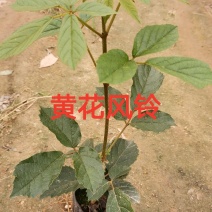 黄花风铃小苗，多花黄花风铃小苗，热卖全国开花品种苗