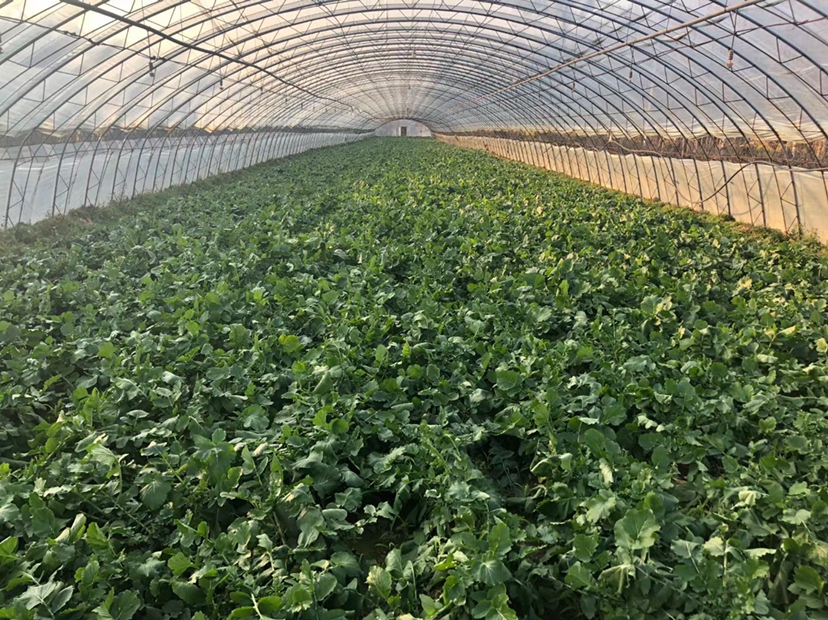 华北春播水果萝卜垄作覆膜实景图
