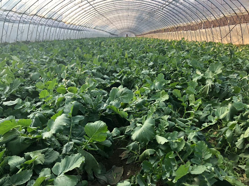 图片说明:现代化连栋温室内部,整齐排列的水果萝卜种植床,土壤湿润疏松,植株生长旺盛,上方悬挂温湿度传感器与LED补光灯,工人正在检查根部发育情况,展现冬季设施化种植管理实景 冬季大棚内水果萝卜种植场景