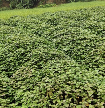[广藿香批发]广霍香正宗广霍香叶纯药材本地霍香全草广霍价格2.