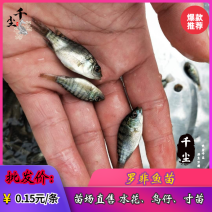 罗非鱼苗吉富罗非鱼海南一号罗非鱼苗脆肉罗非鱼苗