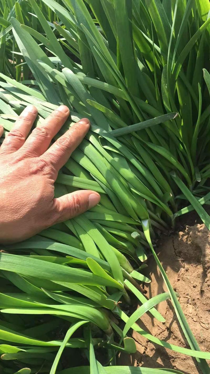 一亩地韭菜能产多少斤能卖多少钱的简单介绍