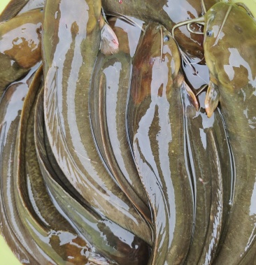 出售本地山塘三黄塘角鱼