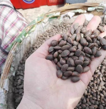 出售 华山松种子 优质华山种子 欢迎选购