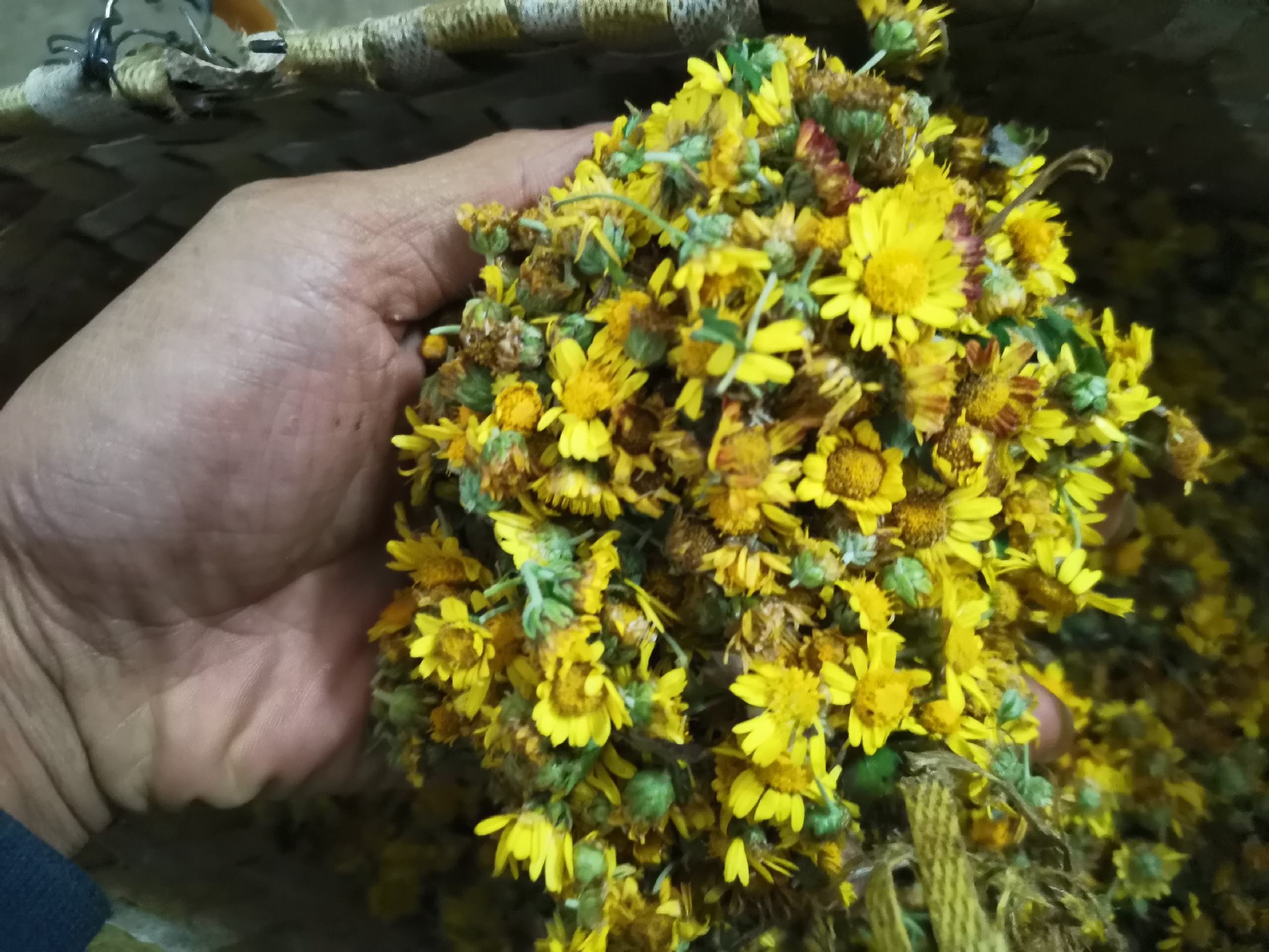 雏菊制成的花草茶