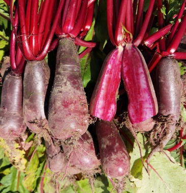 胭脂萝卜涪陵特产红皮红心萝卜泡菜红水原料