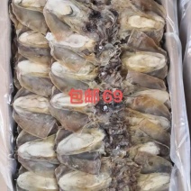 墨鱼干全淡一斤14-15头一件30斤浙江墨鱼