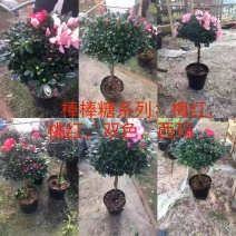 棒棒糖杜鹃三色，永福产地供应，一手货源，品质保证，价格低