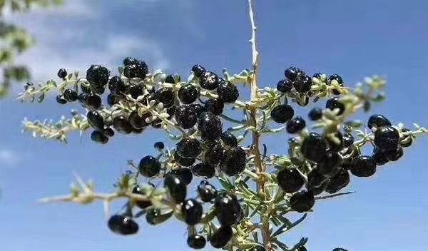 一片高原戈壁上的黑枸杞灌木丛,枝条细长带刺,成熟果实呈深紫黑色,表面有轻微白霜,阳光照射下泛出金属光泽,背景为干燥荒漠地貌,远处可见采收工人正在手工采摘 黑枸杞植株与果实特写