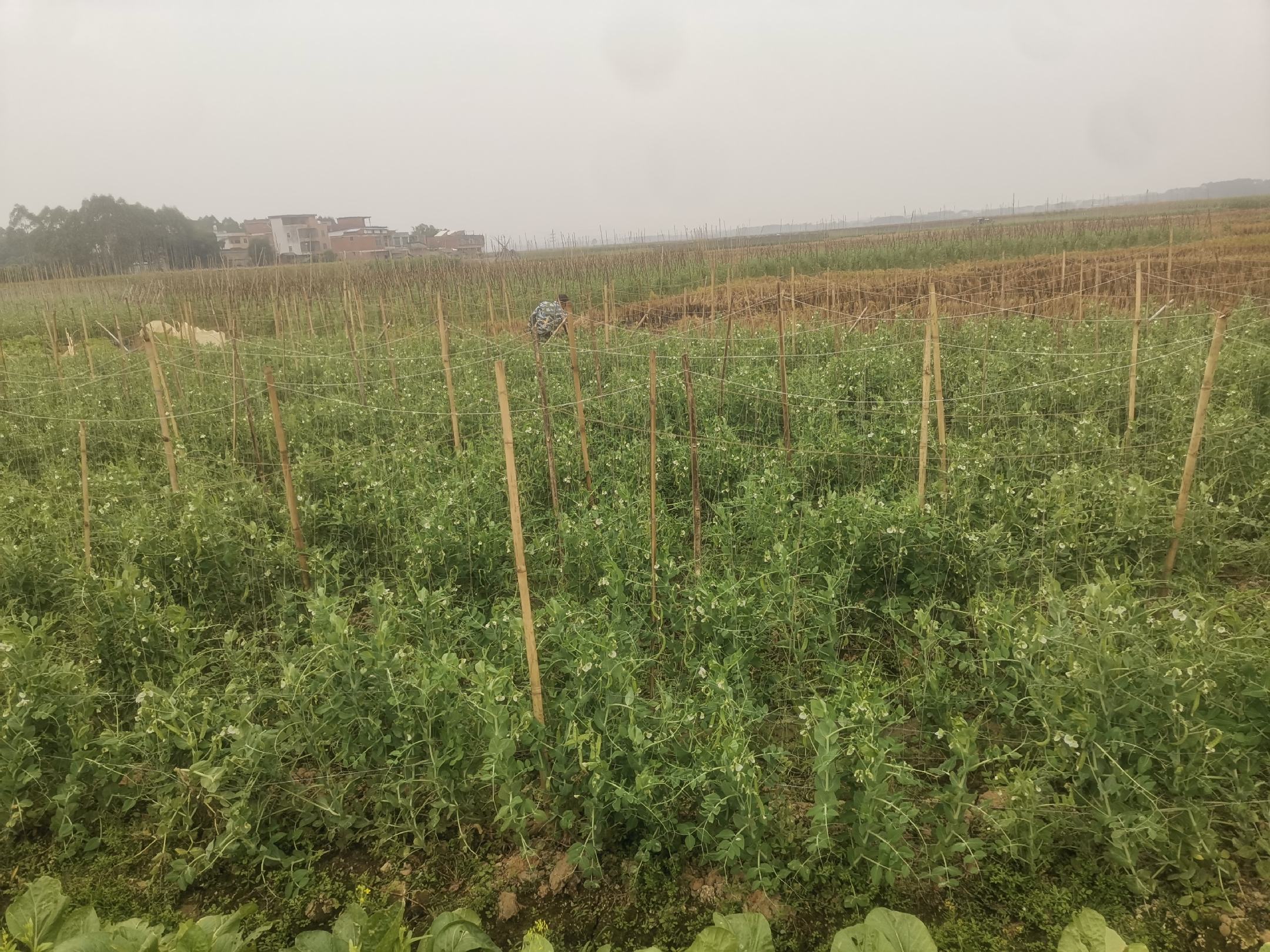 长荚豇豆田间种植实景图
