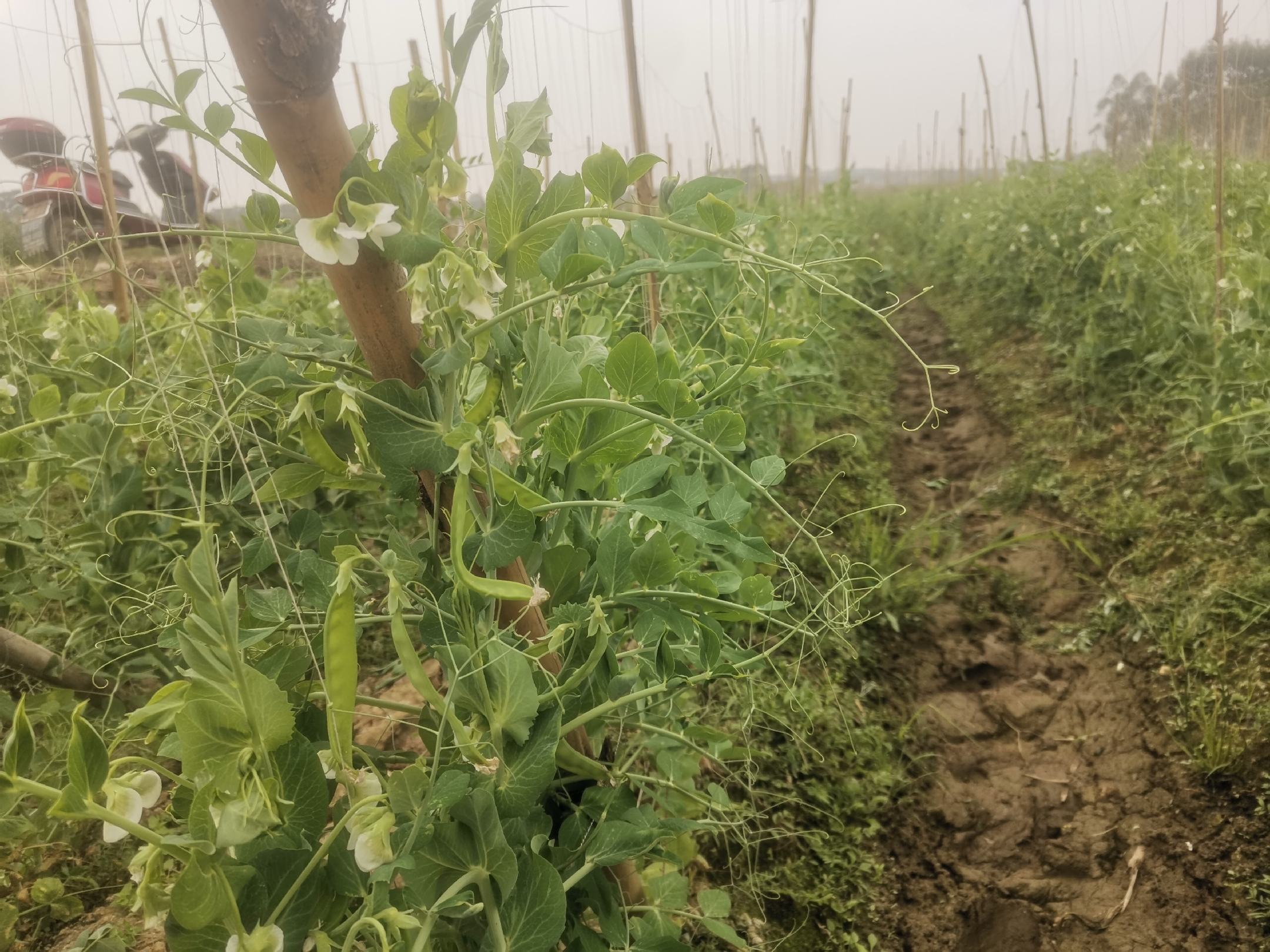 白扁豆田间种植图