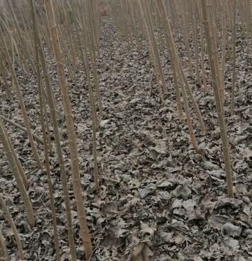 鲁林九号无絮杨树苗二年苗一年价格