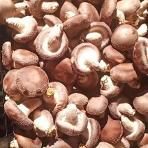 香菇干品，鲜品销售，香菇菌种，木耳菌棒