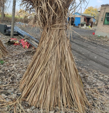 [干蒲草批发]供应干蒲草,量大优惠,现货价格3.00元/公斤 - 一亩田