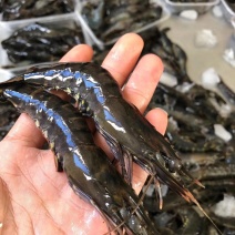 黑虎虾，速冻新鲜黑虎虾