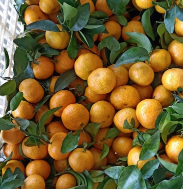 广西崇左市江州区沙糖桔大量上市欢迎全国各地的老板前来收购