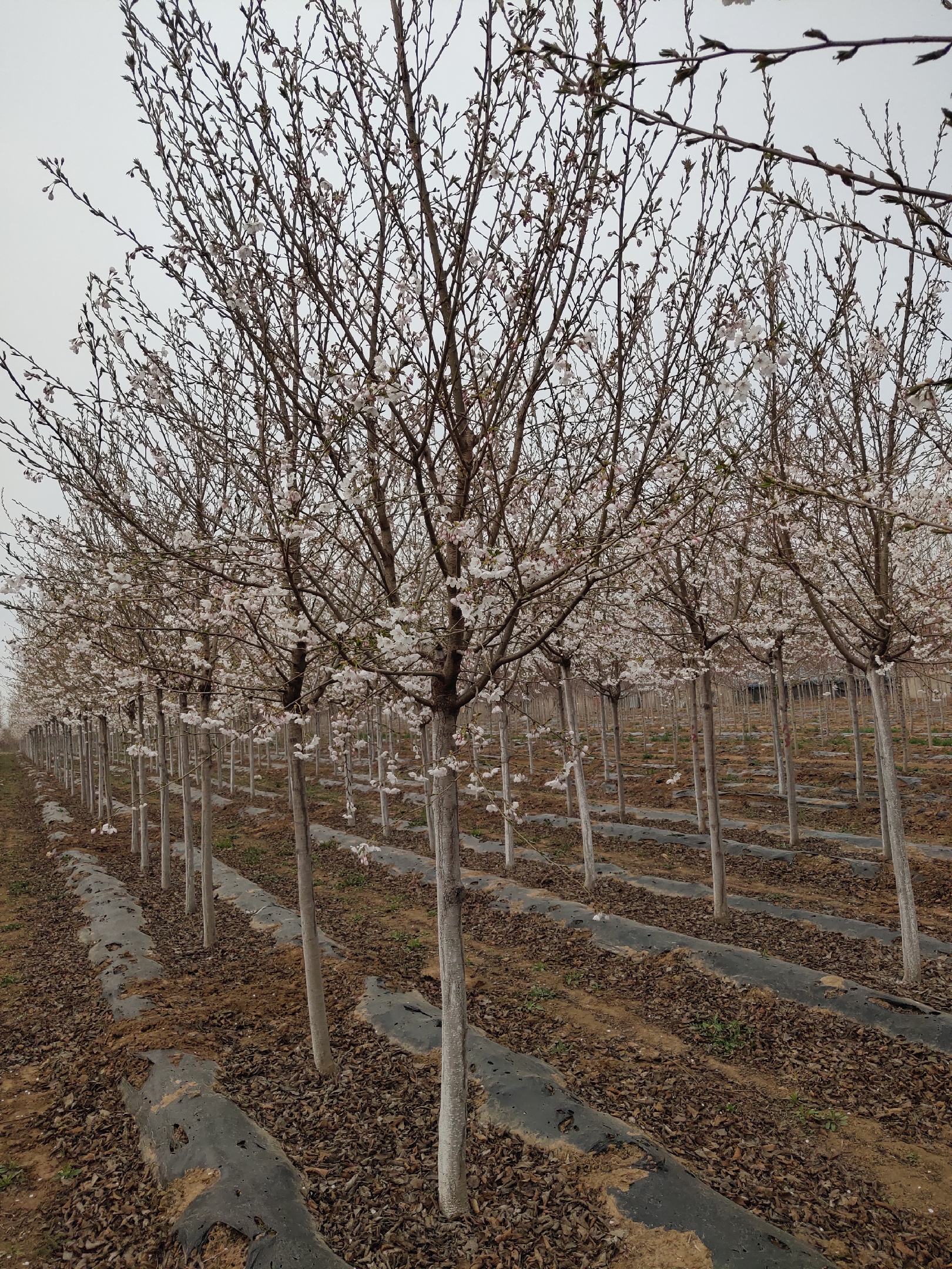 [樱花树批发]自己苗圃,出售高杆染井吉野地9公分/12公分,欢迎惠顾!