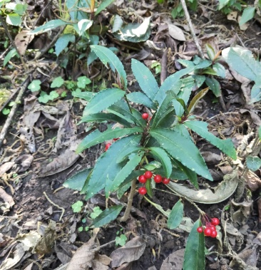 五爪金龙又叫朱砂根开喉箭适合盆栽也是一种药材